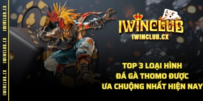 Top 3 loại hình đá gà Thomo được ưa chuộng nhất hiện nay